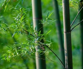 生产一次性竹筷是用楠竹还是毛竹？