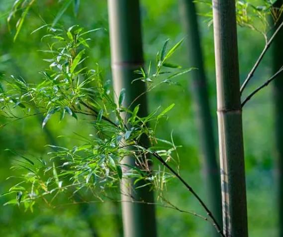 一次性竹筷 一次性竹筷